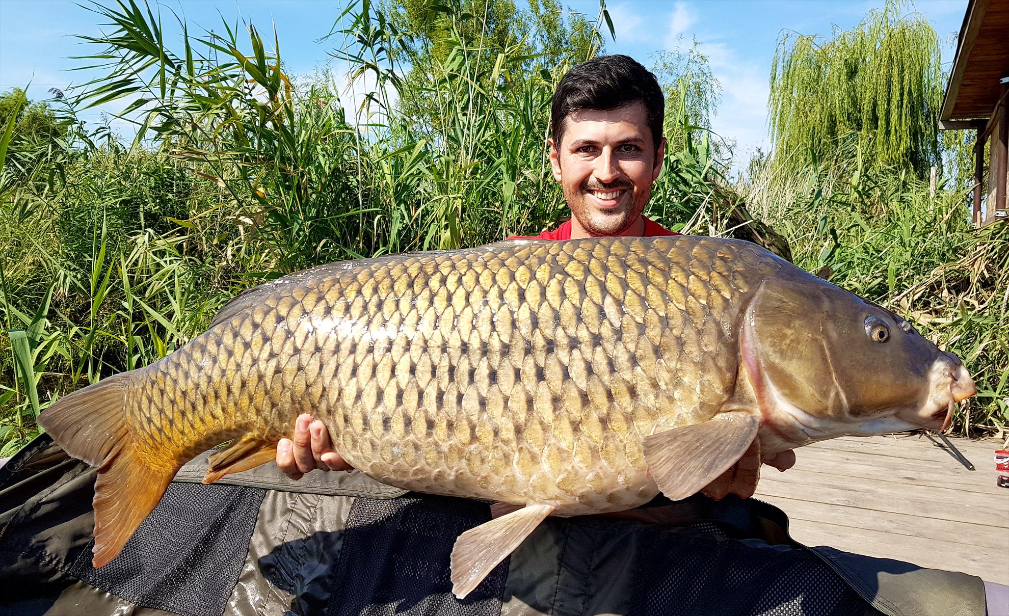 Tancabesti 5 - 8 sep. - 15.5 kg